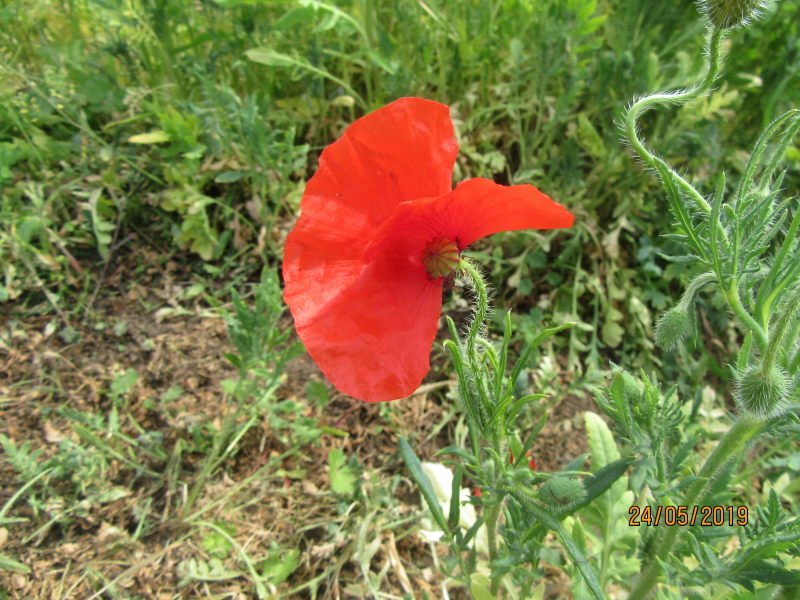 coquelicot.jpg