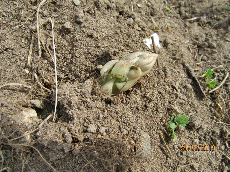 aspergegrosse.jpg