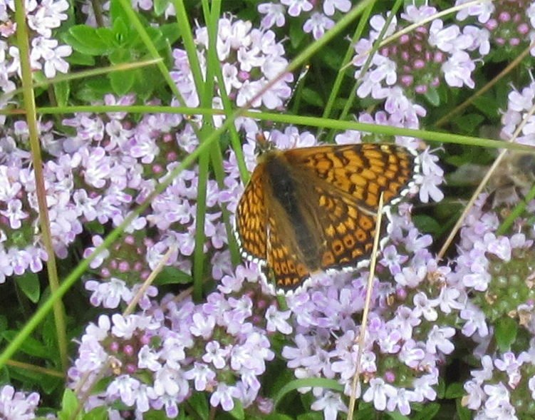 papillon.jpg