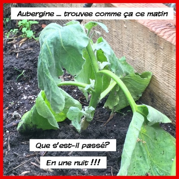 aub.JPG
