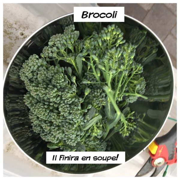 brocol.JPG