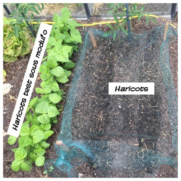 haricot.JPG