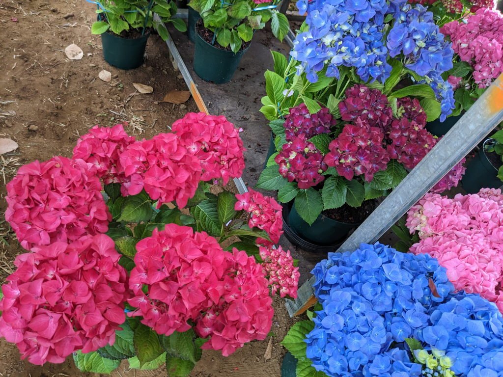 f hortensias3.jpg