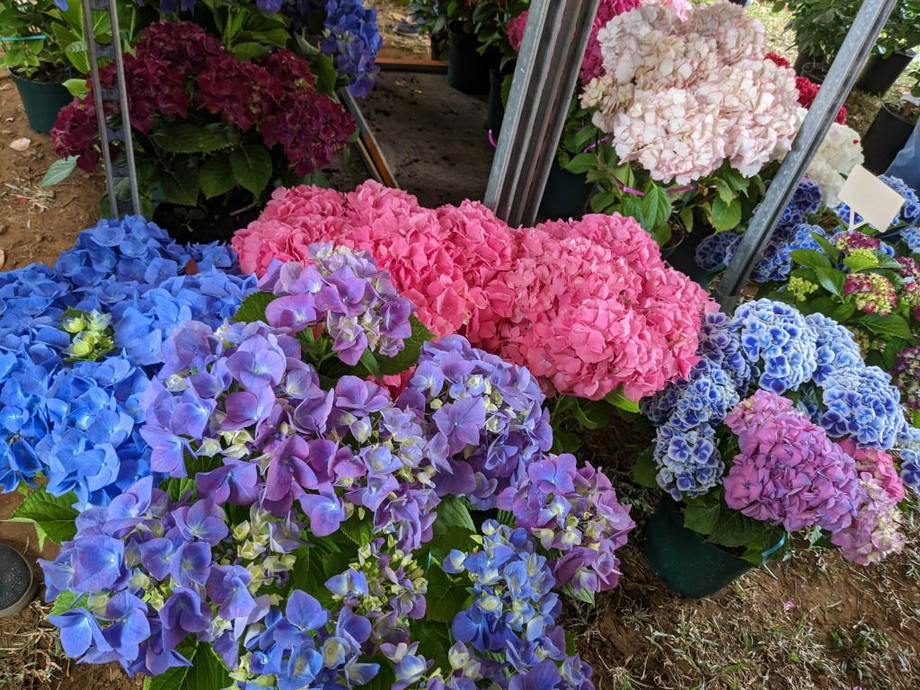 f hortensias 2.jpg