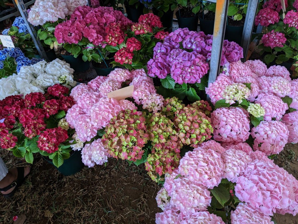 f hortensias1.jpg