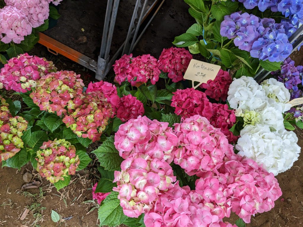 f hortensias.jpg