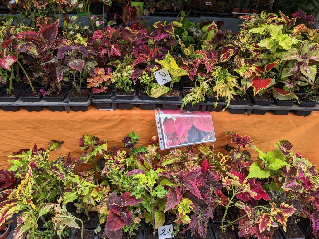 f coleus.jpg