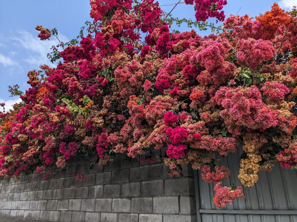 bougainville.jpg