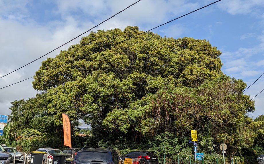 grandarbre.jpg