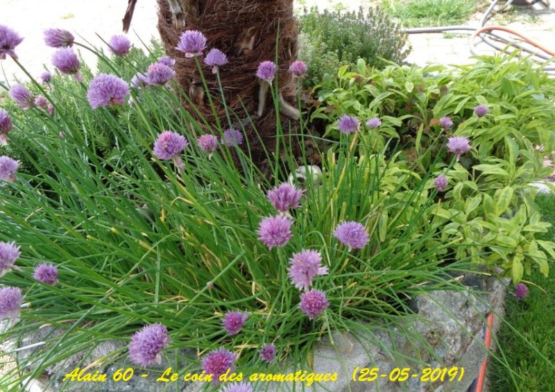 Aromatiques+.JPG
