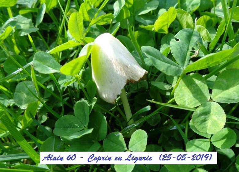 Coprin+.JPG