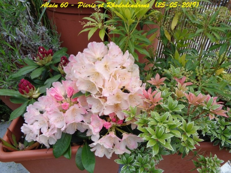 Pieris et Rhodo+.JPG