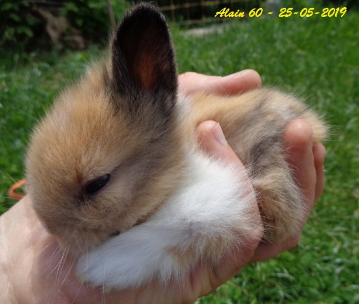 Lapin1+.JPG