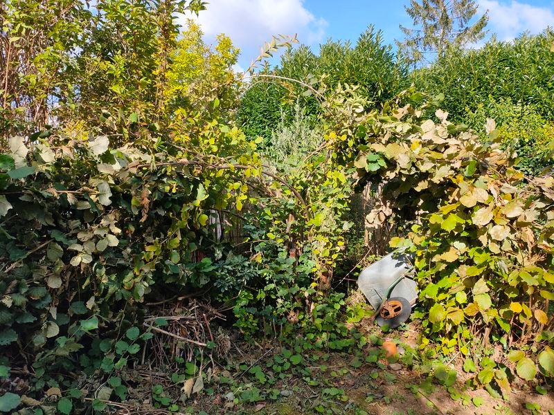 Les noisetiers &quot;plessés&quot;, j'en ai plessé en arche pour faire comme une cabane