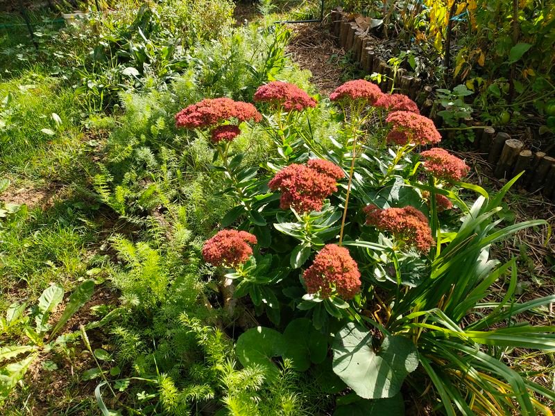 Sedum spectabile qui s'est semé tout seul, je l'ai déplacé dans une zone plus ensoleillée et il est magnifique