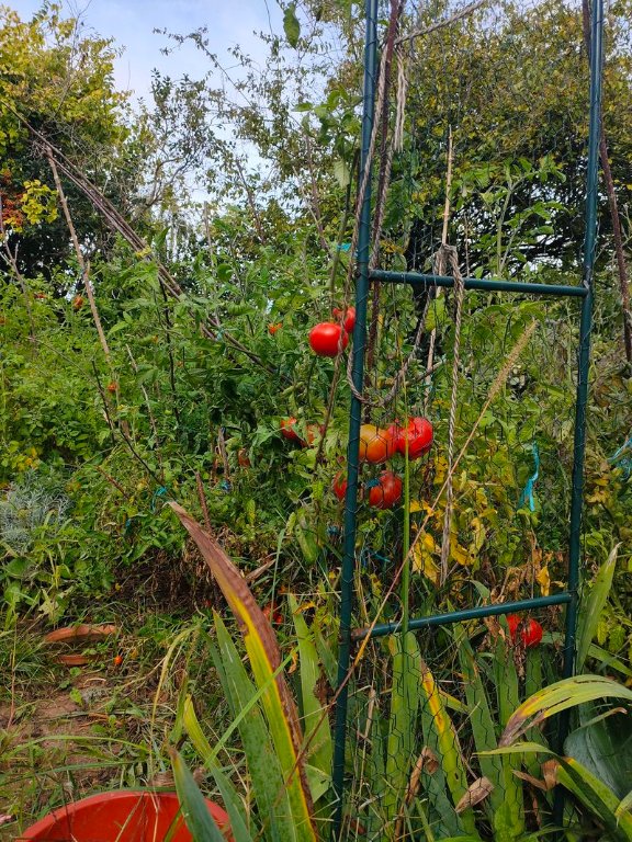 Les tomates le 3 octobre