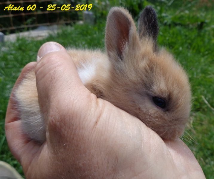 Lapin2+.JPG