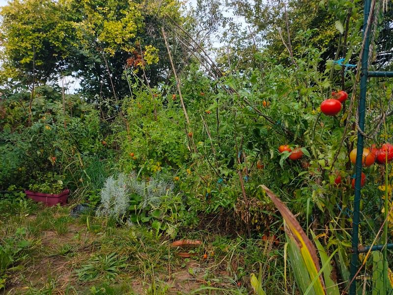 Les tomates et la terrasse le 3 octobre
