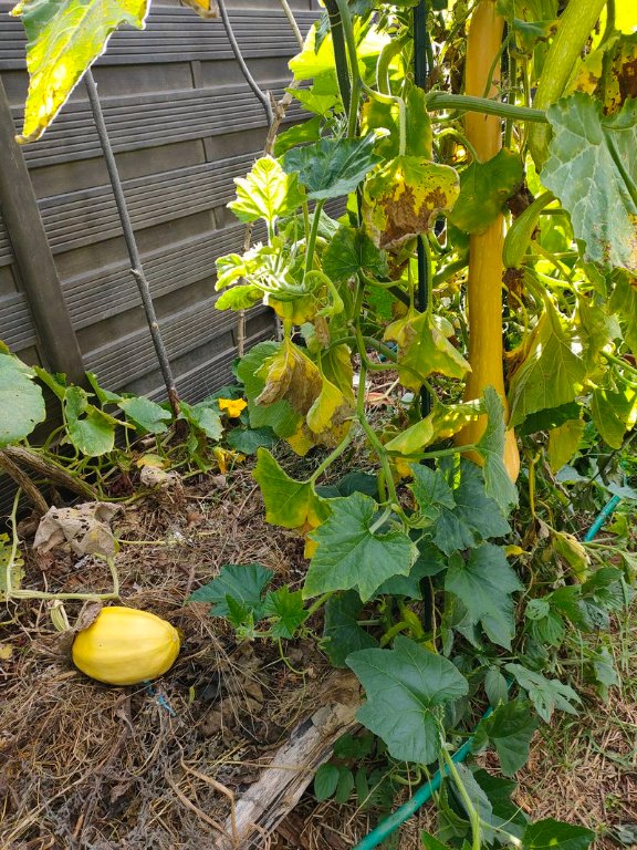 Tromba d'Albenga et courge spaghetti