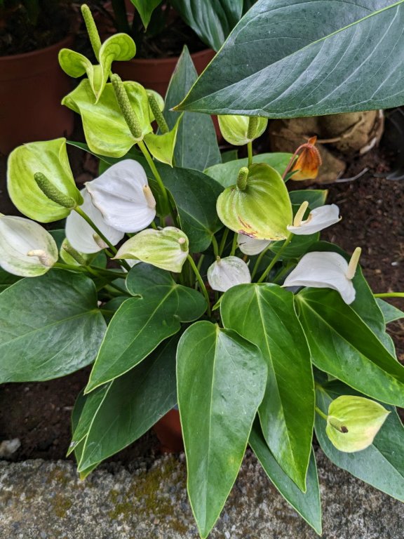 t anthu blanc.jpg