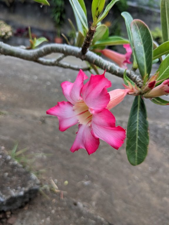 t fleur rose.jpg