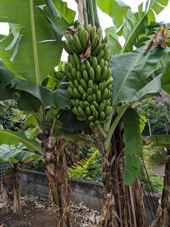 t banane.jpg
