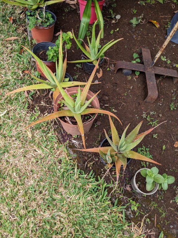 t aloes.jpg