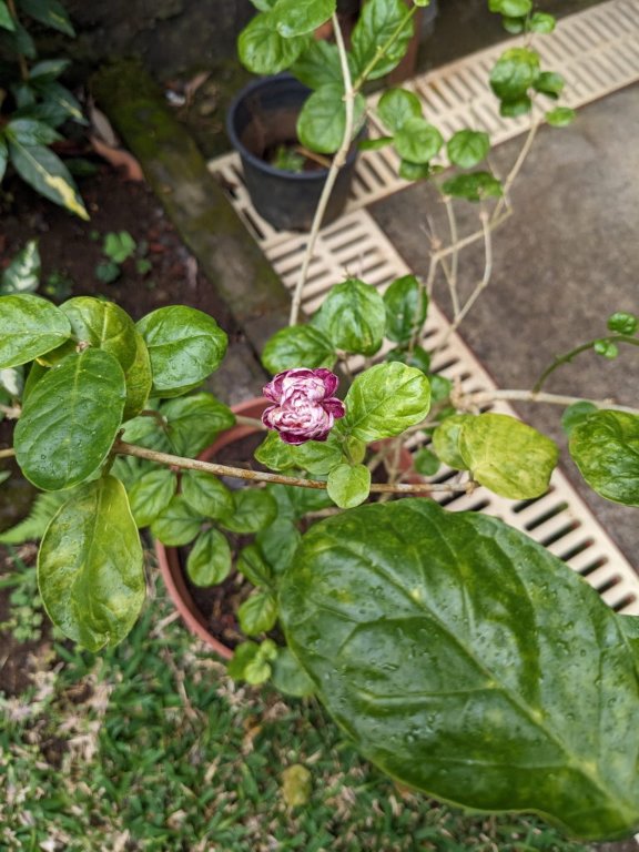 t fleur mauve.jpg