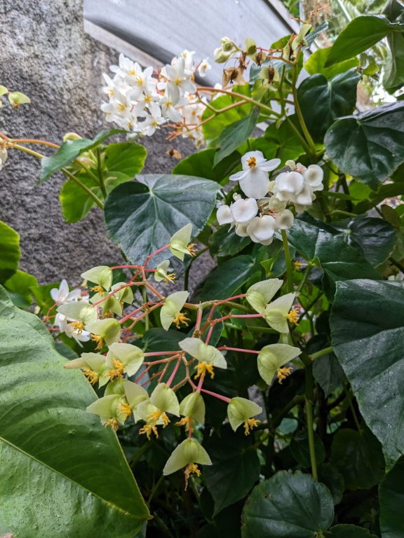 t graines begonias.jpg