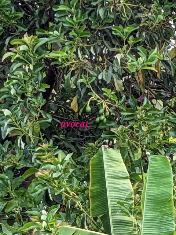 sl avocats.jpg