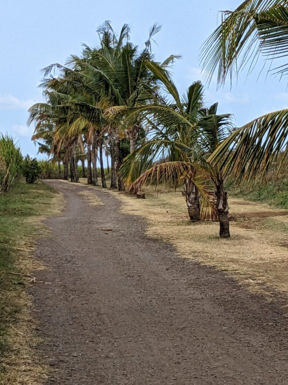 sl allee coco.jpg