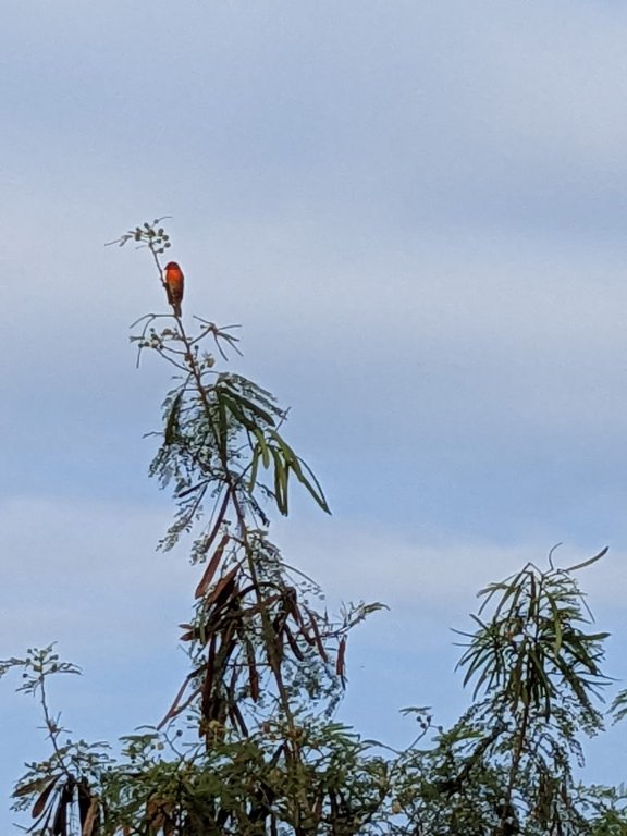 sl cardinal.jpg