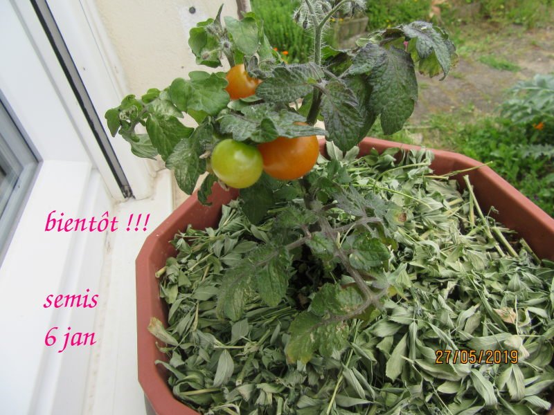 robin 27mai.jpg