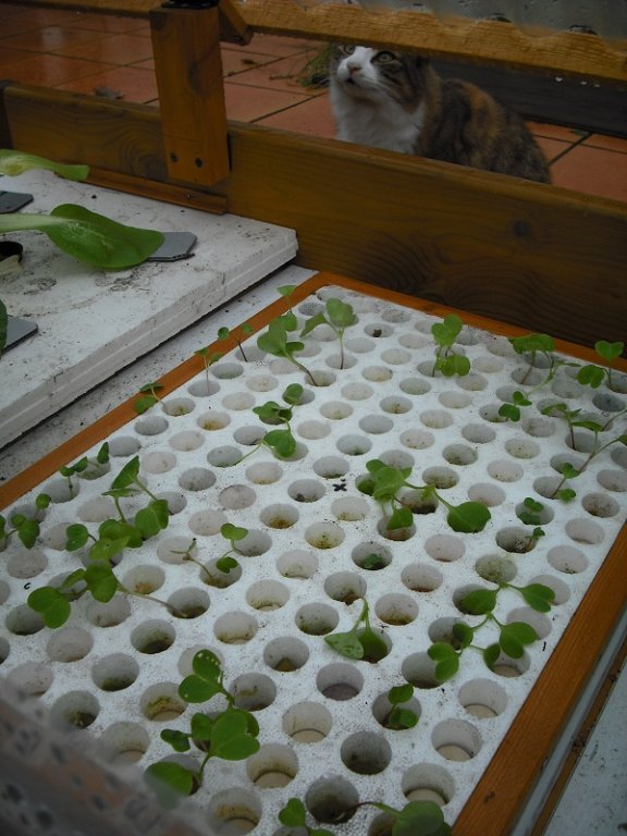 Radis 26 oct.jpg