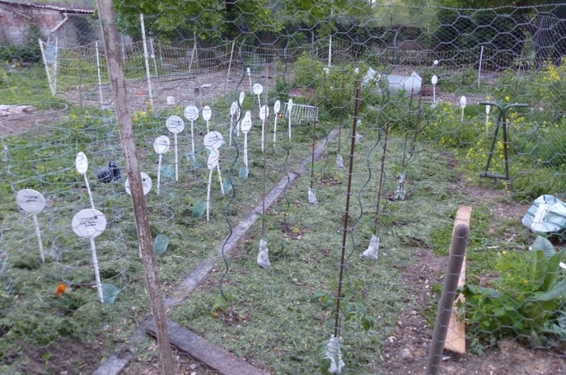 plantation tomates expérience phase 1.JPG