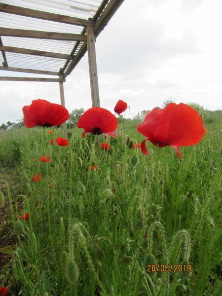 coquelicots.jpg