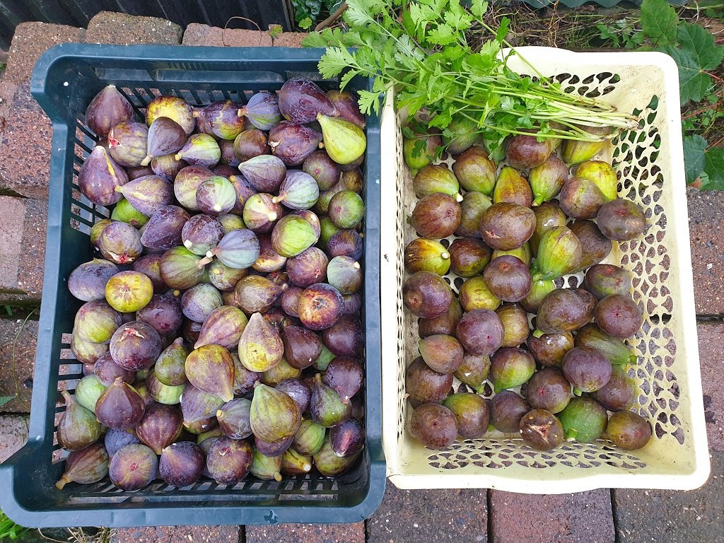 231114 rrécolte de figues.jpg