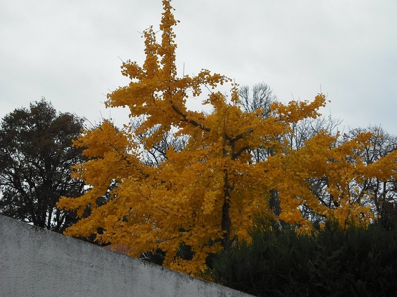 Ginko 18 nov.jpg