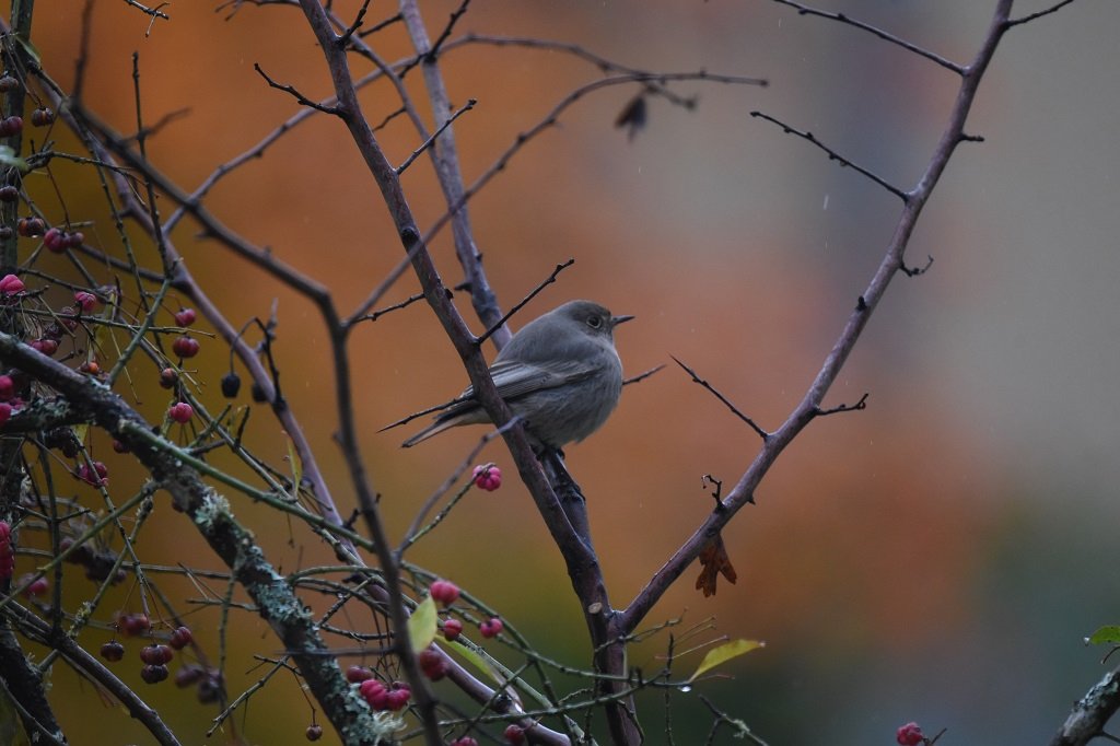 DSC_3772.JPG