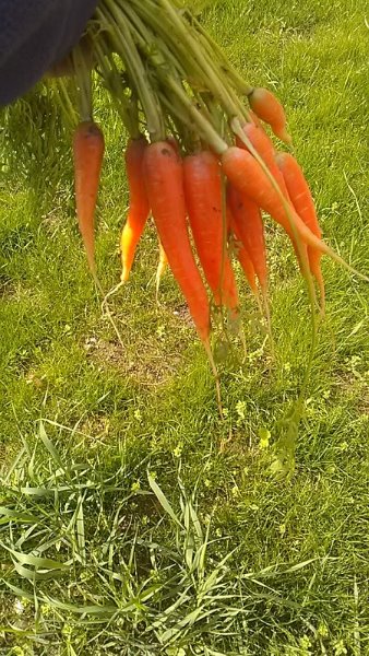 les petites carottes.jpg