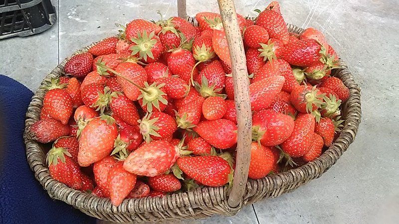 la récolte de fraises.jpg