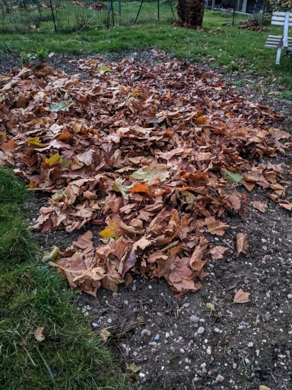 tomates feuilles.jpg