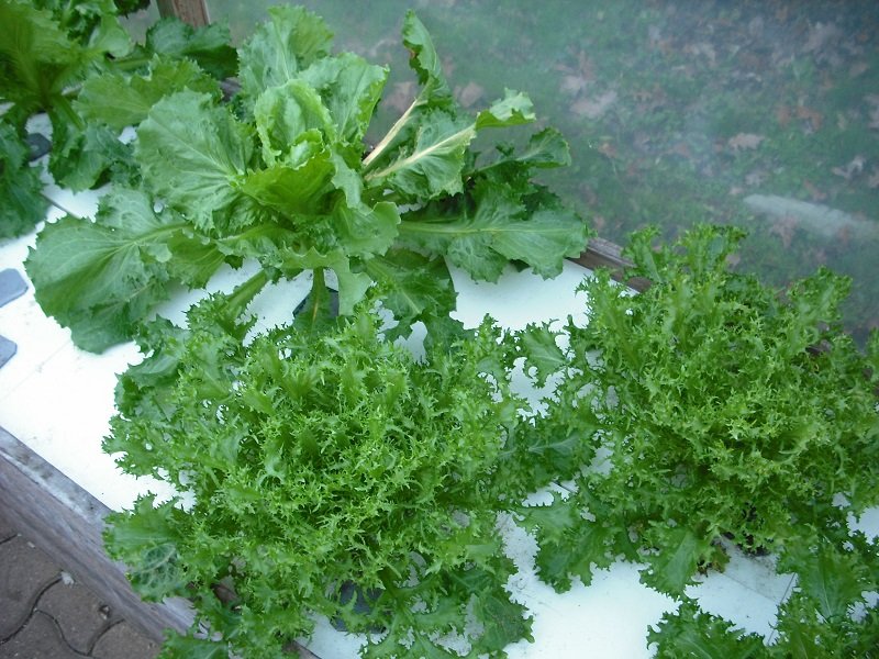 Frisée Scarole 25 nov.jpg