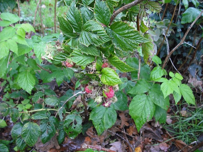 Framboises 30 nov.jpg