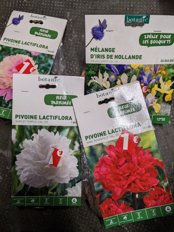 pivoine a planter.jpg