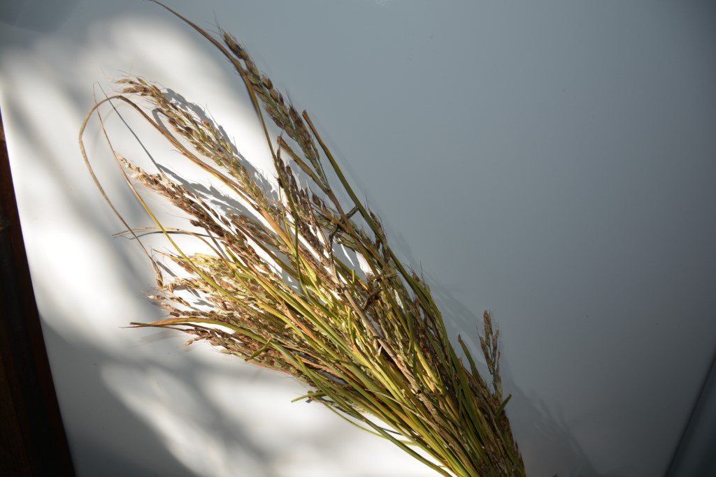 Riz Duborskian (en culture non inondée)