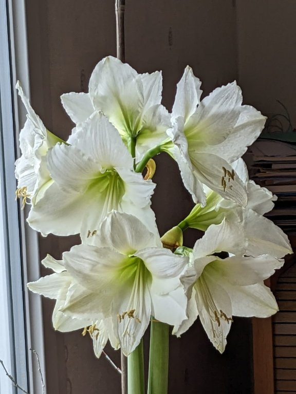 amaryllis noel.jpg