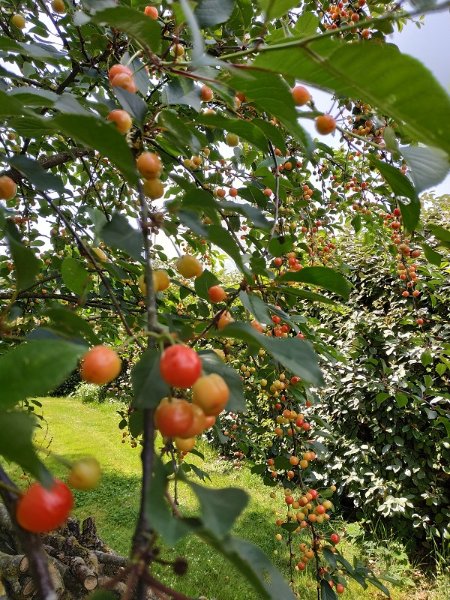 cerises aigres douces &quot;guignes&quot;