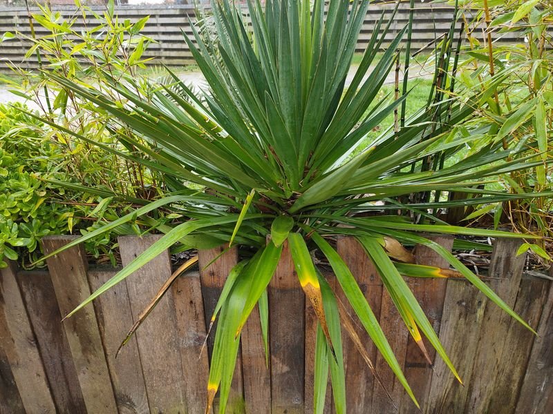 yucca.jpg