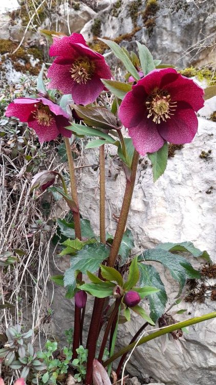 hellebore